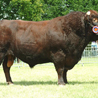 Salers bull